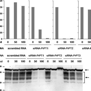 Knockdown Of Prnp Mrna And Prp C By Sirnas N A Cells Were Transfected