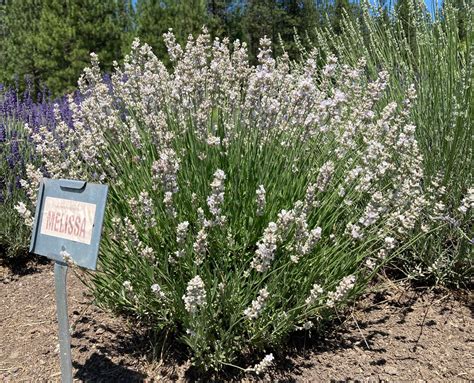 Lavender Melissa Lavandula Angustifolia Potted Plant For Sale