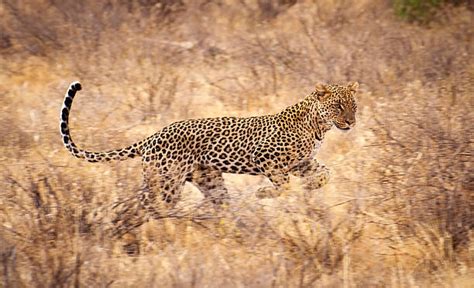 Best Leopard Run Stock Photos, Pictures & Royalty-Free Images - iStock