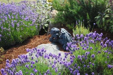 A Guide To Choosing And Maintaining Rock And Alpine Plants