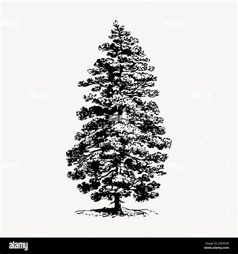 Pine Tree Clipart Botanical Vintage Illustration Vector Stock Vector