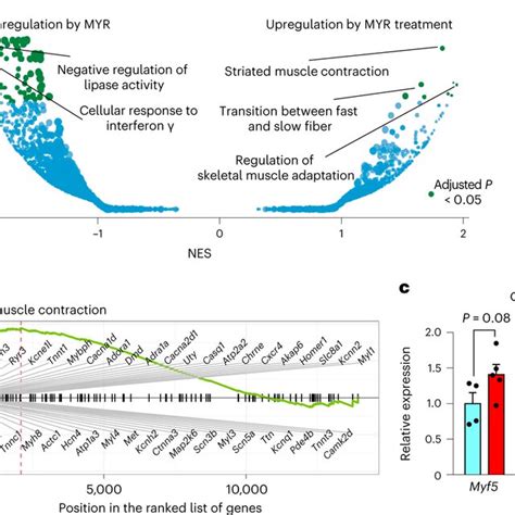 Inhibition Of Sphingolipid De Novo Synthesis Transcriptionally