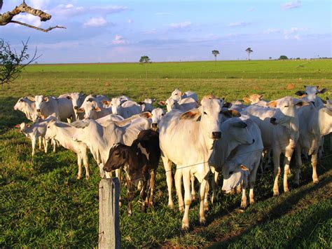 Pecuaristas De Cinco Estados Brasileiros Participam De Projeto Para