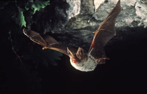 21e nuit européenne de la chauve souris Parc naturel régional