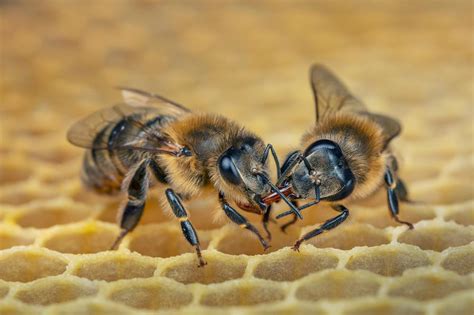 Bienen Königin und ihre Arbeiterinnen ZEIT ONLINE