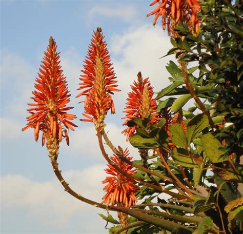 Trees Planet Aloe Arborescens Candelabra Aloe