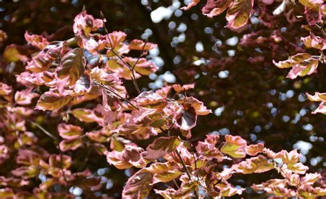 Tri Color Beech Tree Wes Flickr