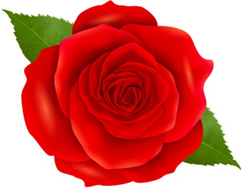 Red Rose Transparent Clip Art | Rose flower wallpaper, Flower clipart ...