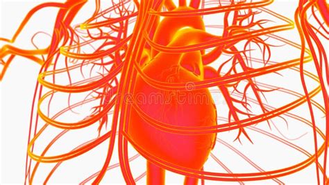 Human Heart Circulatory System Anatomy For Medical Concept 3d Rendering