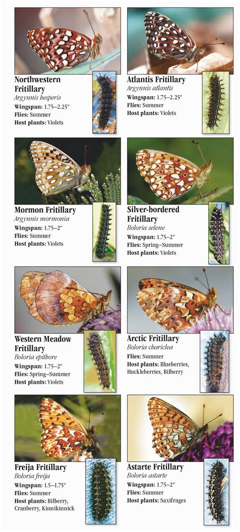 Butterflies Of The Pacific Northwest Quick Reference Publishing Retail