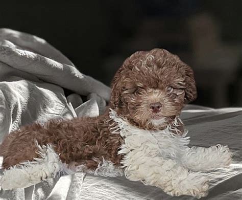 Los Angeles Ca Shih Poo Miniature Poodle Meet Lucy A Pet For