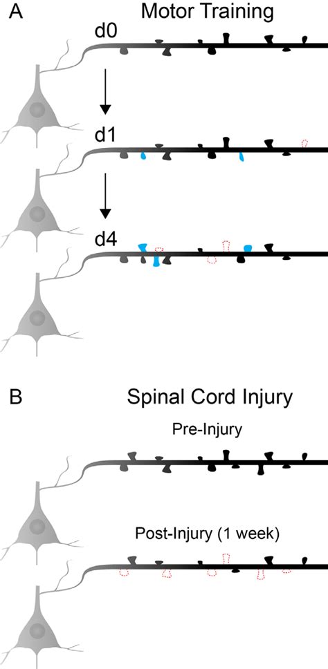 Changes In Layer Dendritic Spine Dynamics During Motor Learning And