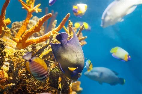 Enfermedades Comunes En Los Peces Madagascar Mascotas