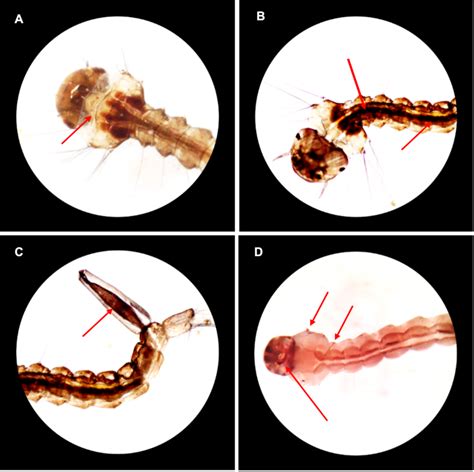 Visualization of body damage to Aedes aegypti mosquito larvae. No ...