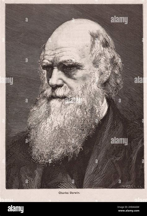 Vintage Drawing Of Charles Darwing Hi Res Stock Photography And Images