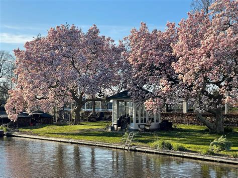 Wauw Dit Zijn De Grootste En Mooiste Magnolia Bomen In Woerden