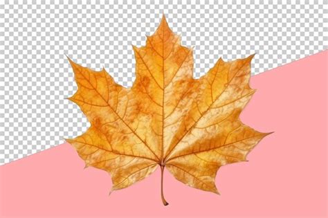 Premium Psd Maple Leaftransparent Background