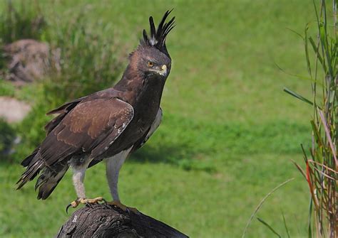 Long Crested Eagle. by johnke | ePHOTOzine