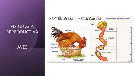 Fisiología reproductiva Aves YouTube