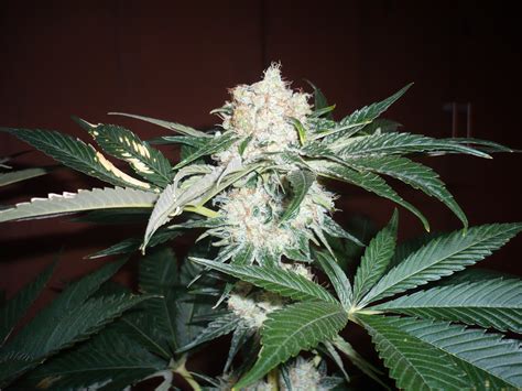 Big Bud Sensi Seeds Hanfsorten Galerie Page No