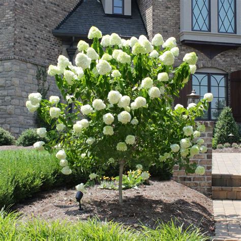 Limelight Hydrangea Trees for Sale | FastGrowingTrees.com