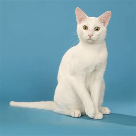 Russian White Cat Breed - Facts - Traits - Health | Vets Choice | Vets Choice