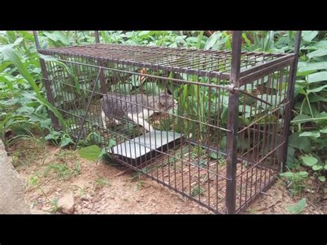 Armadilha Para Gatos Guaxinim Porco Selvagem E Muitos Outros Animais