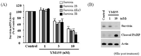 Effect Of Ym155 On Survivin Mrna Expression And Protein Expression In