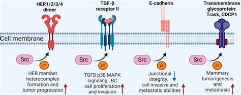 Src Kinase Mediated Phosphorylation And Function Of Membrane Proteins