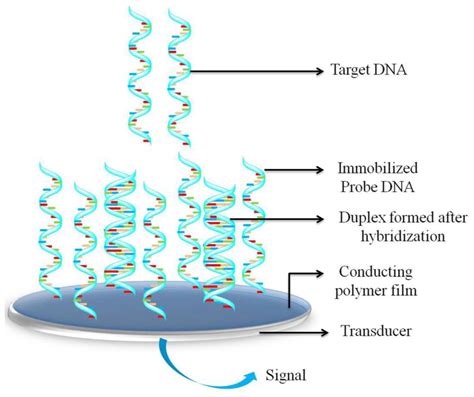 Sensors Free Full Text Electrochemical Dna Hybridization Sensors Based On Conducting Polymers