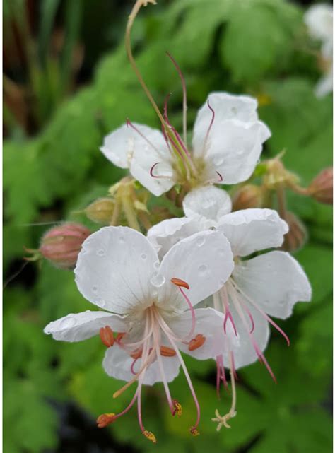 Geranium Macrorrhizum Glacier The Beth Chatto Gardens