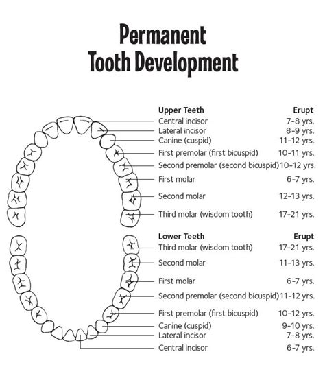 28+ Kids Teeth Chart Gif - Teeth Walls Collection For Everyone