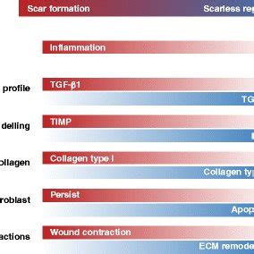 Stem Cell Based Therapies To Promote Scarless Wound Healing