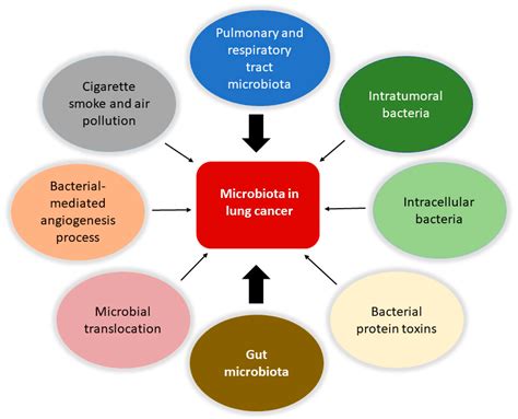 Ijms Free Full Text Role Of The Microbiota In Lung Cancer Insights