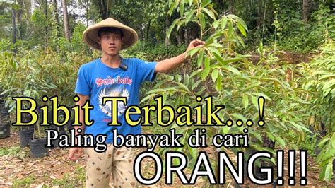 Bibit Durian Oche Planterbag Viral Youtube