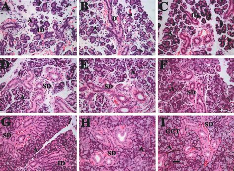 Submandibular Glands Of Developing Rats Stained With Hande A