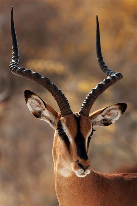 Namibia Etosha National Park Blackfaced Impala Mammals Namibia