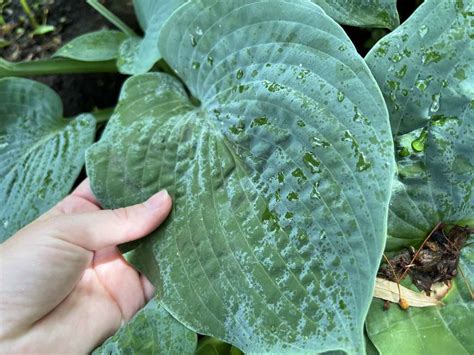 Bressingham Blue hosta