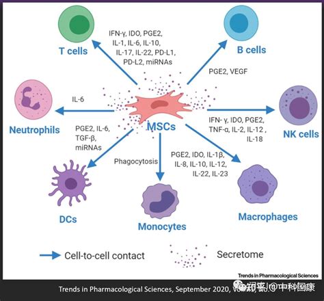 间充质干细胞调节免疫和治疗工艺开发 知乎