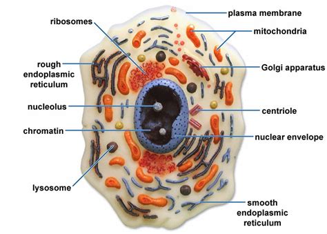 7 Eukaryotic Cell Structure : Biological Science Picture Directory ...