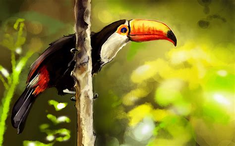 Toucan Wallpapers - Wallpaper Cave