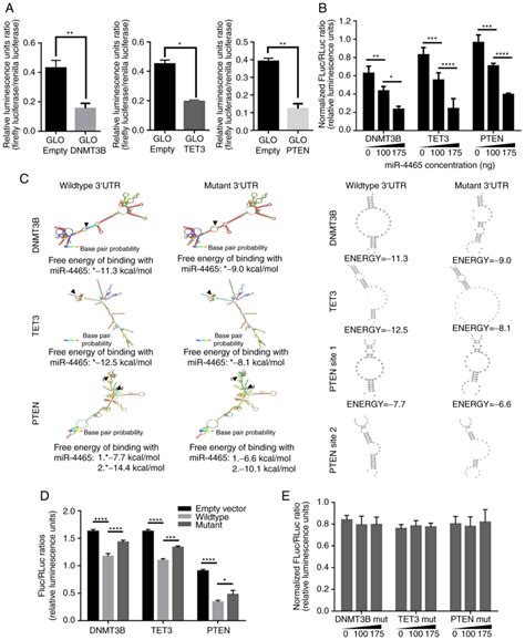 Identification And Validation Of Mrna 3untranslated Regions Of Dnmt3b