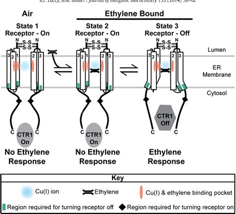 Figure 2 from How plants sense ethylene gas--the ethylene receptors. | Semantic Scholar