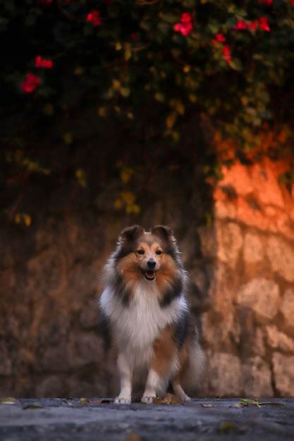 Lindo Perro Pastor Shetland Esponjoso Foto Premium