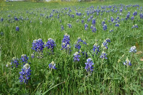 Tobyのダラス郊外暮らし ブルーボネットBluebonnet