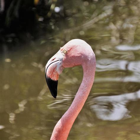 Une Vue D Un Flamant Rose Dans L Eau Photo De Stock Chez Vecteezy