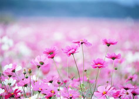 🔥 [57+] Pink Daisy Backgrounds | WallpaperSafari