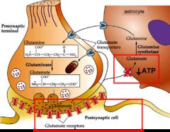 B W Cns Injury Repair Recovery Flashcards Quizlet