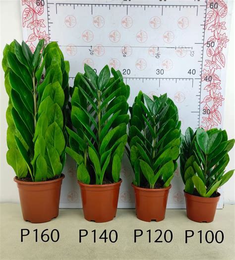 Wholesale Live Plants Zamioculcas Zamiifolia Zamioculcas Zamiifolia