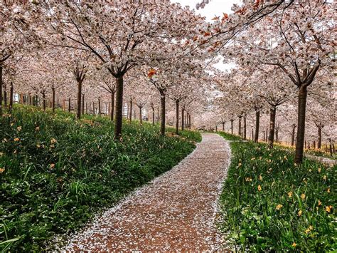 How To See Alnwick Gardens Cherry Blossom - An Essential Guide (2025)!